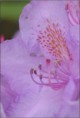 /album/fleurs-dun-jardin-2015/dsc-5224-copie-jpg/